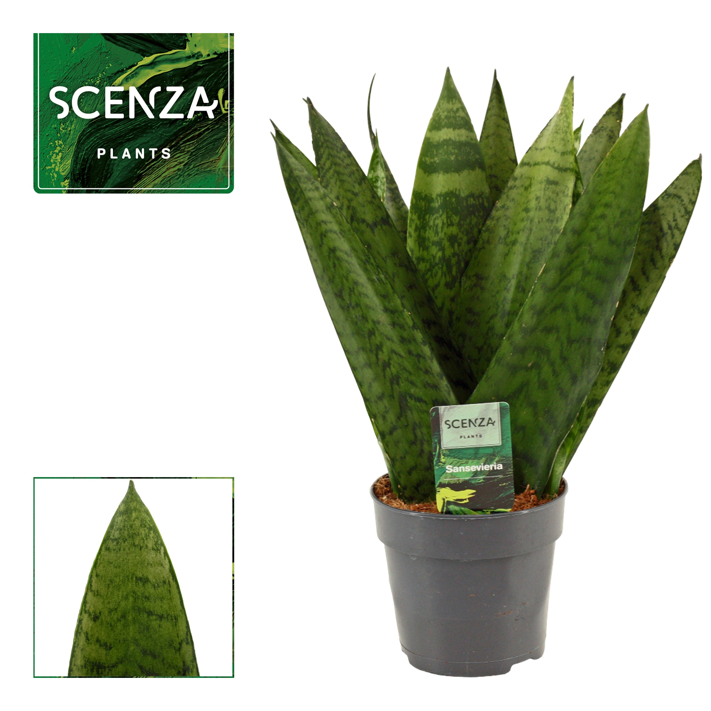 Sansevieria Zeylanica Fan 12 cm, D 12