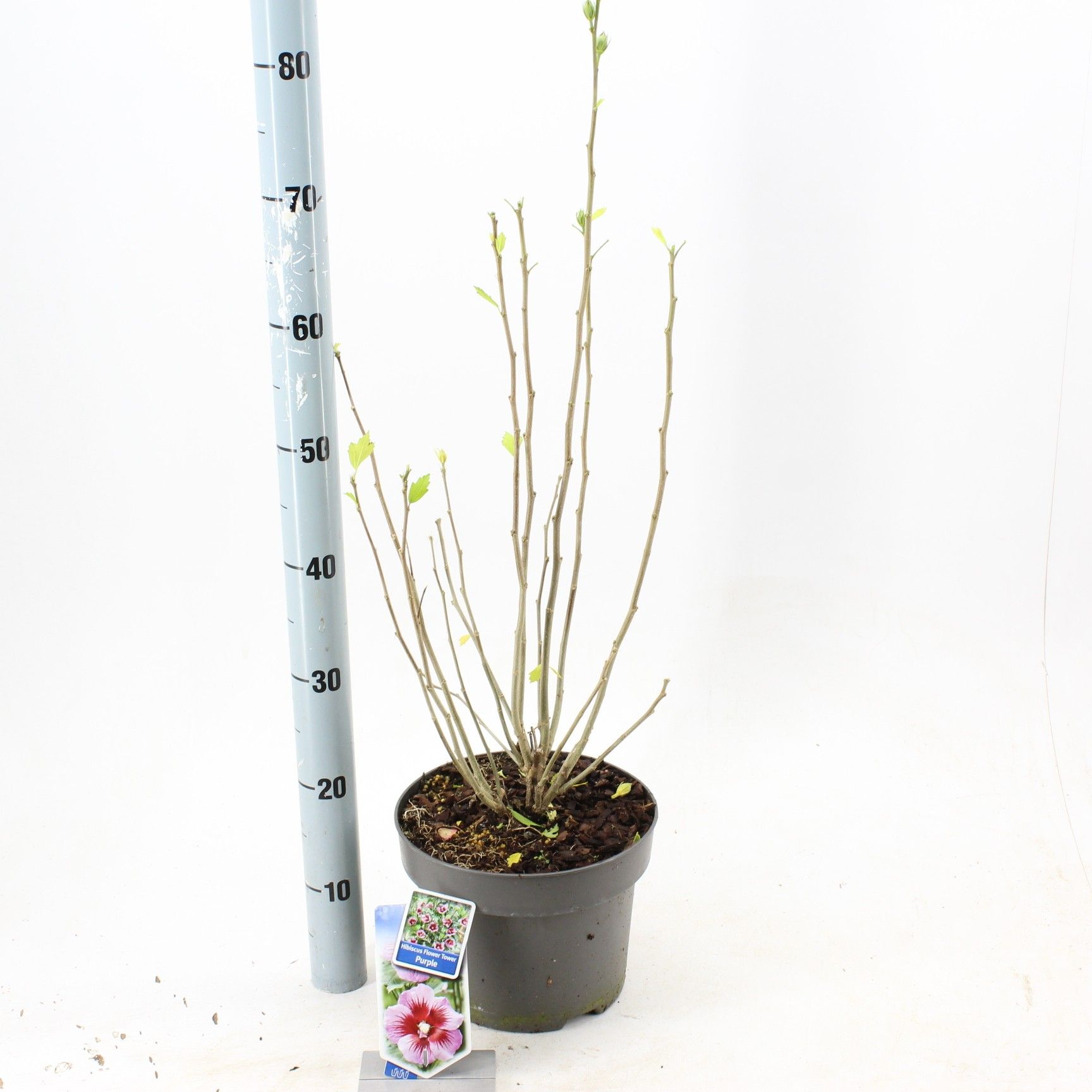 Hibiscus syr. Flower Tower Purple ('Gandini Santiago'PBR), D 23