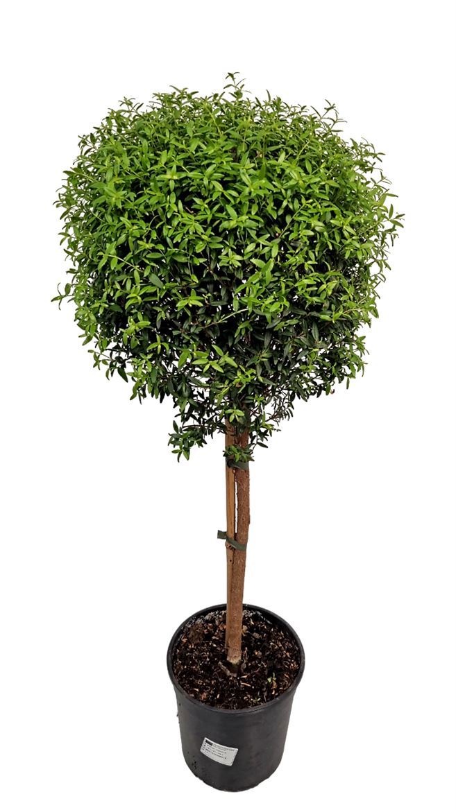 Myrtus Communis Stem - 1091, D 19