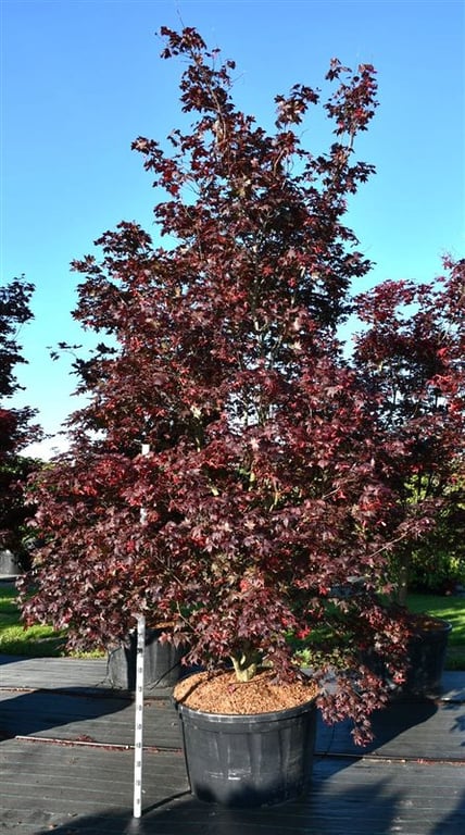 Acer pal. 'Bloodgood', D 92