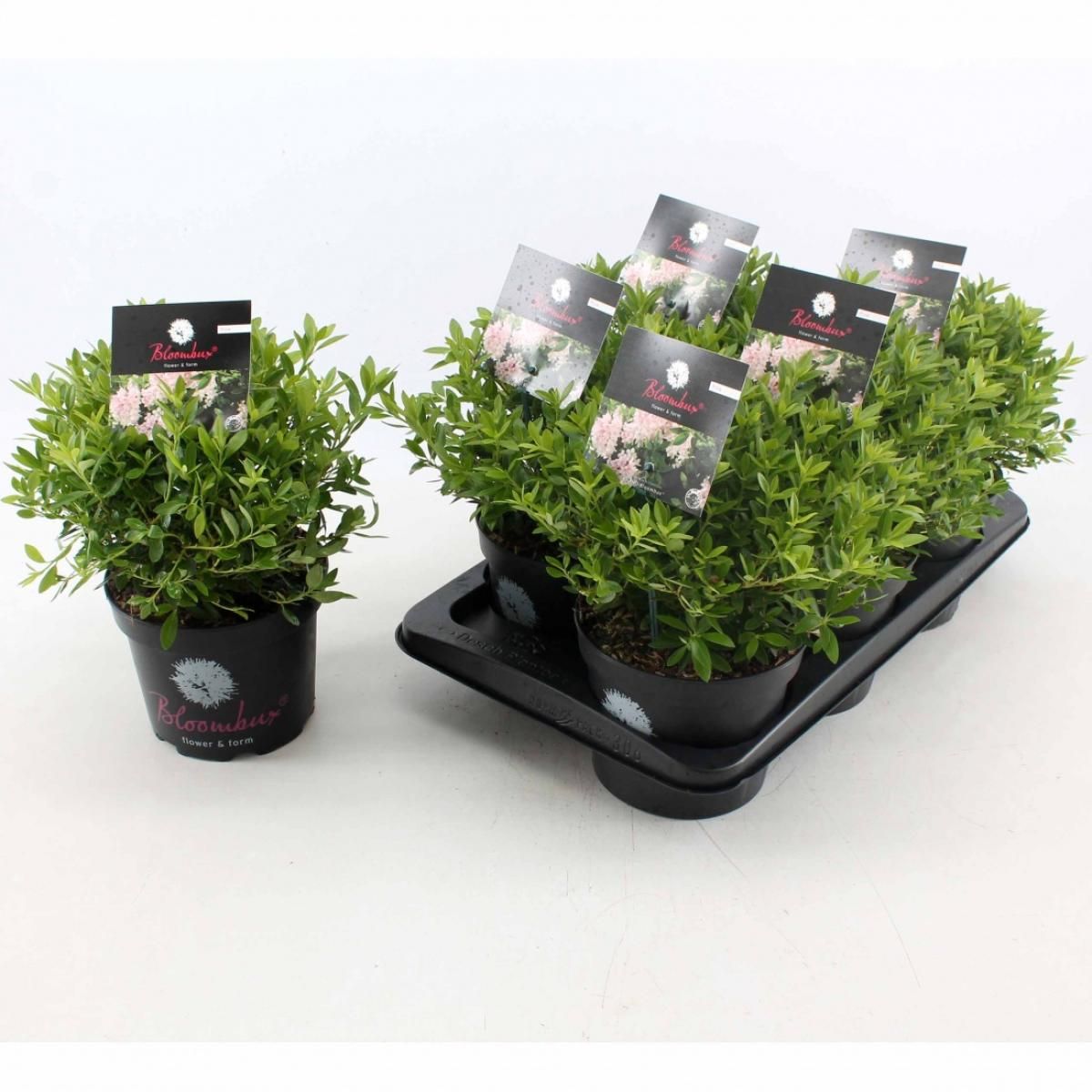 Rhododendron Bloombux Pink, D 17