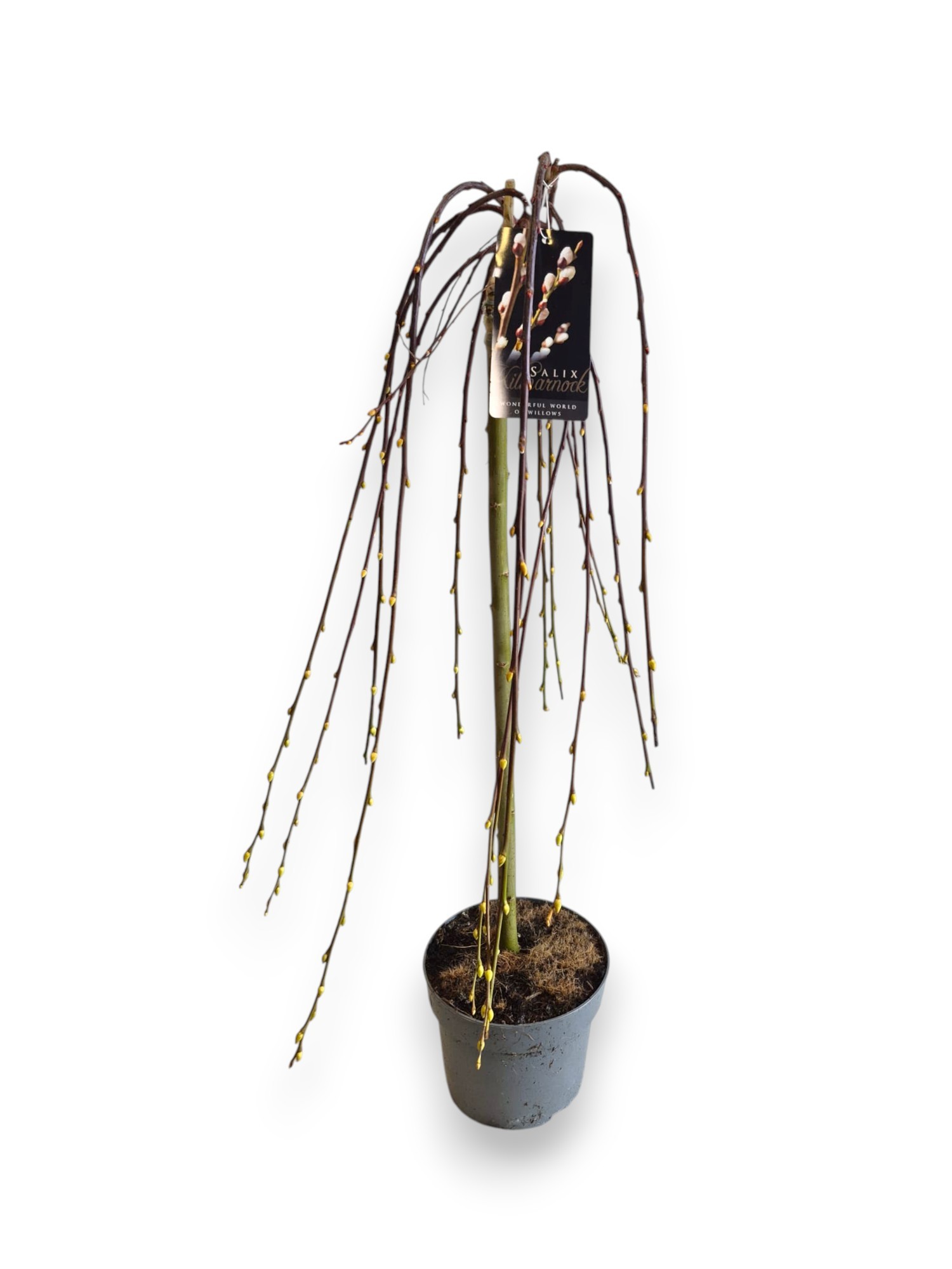 Salix caprea 'Kilmarnock' 60cm stam C3/P19, D 19