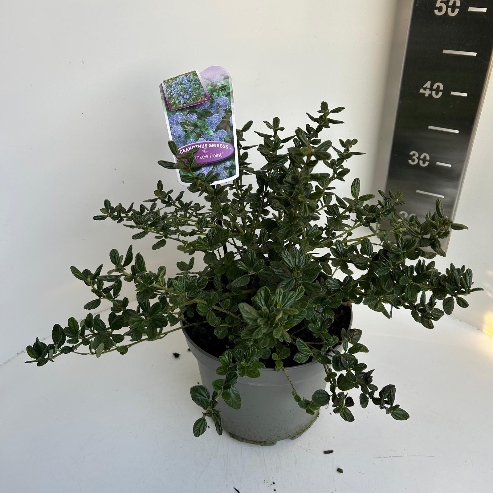 Ceanothus gri. Yankee Point, D 23