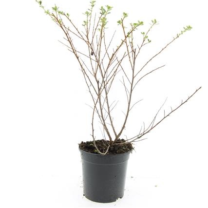 Escallonia 'Donard Seedling', D 14 cm