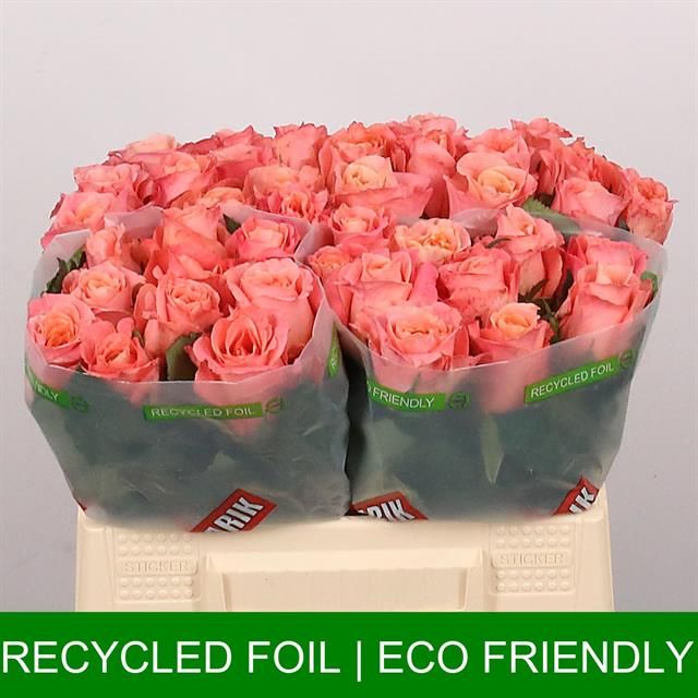 Роза од. Мисс Пигги+ 35, шт.