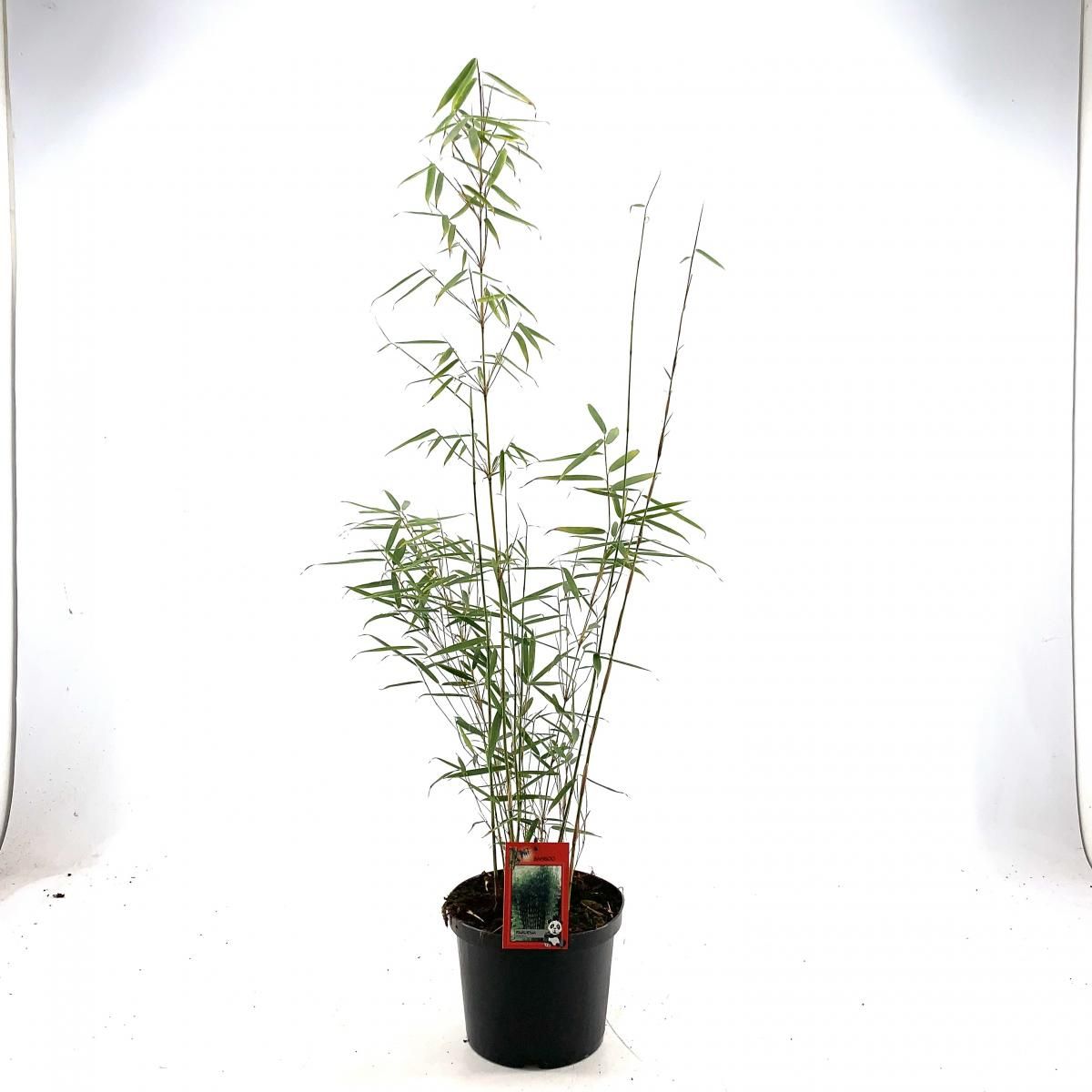 Fargesia robusta 'Campbell', D 23