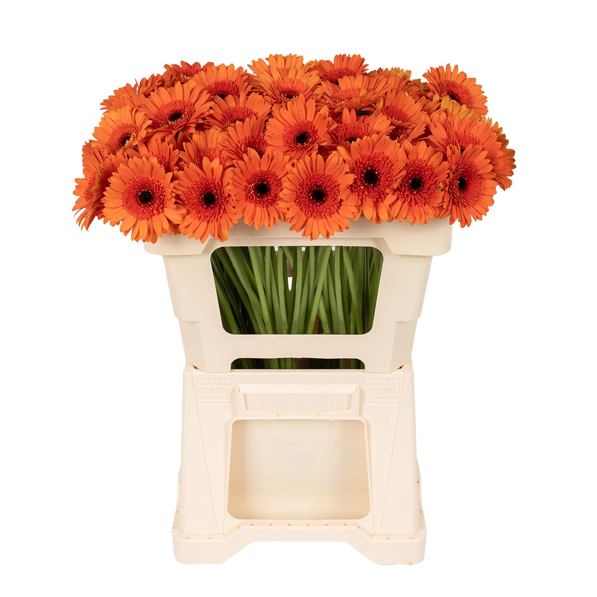 Гермини Карамба, шт.