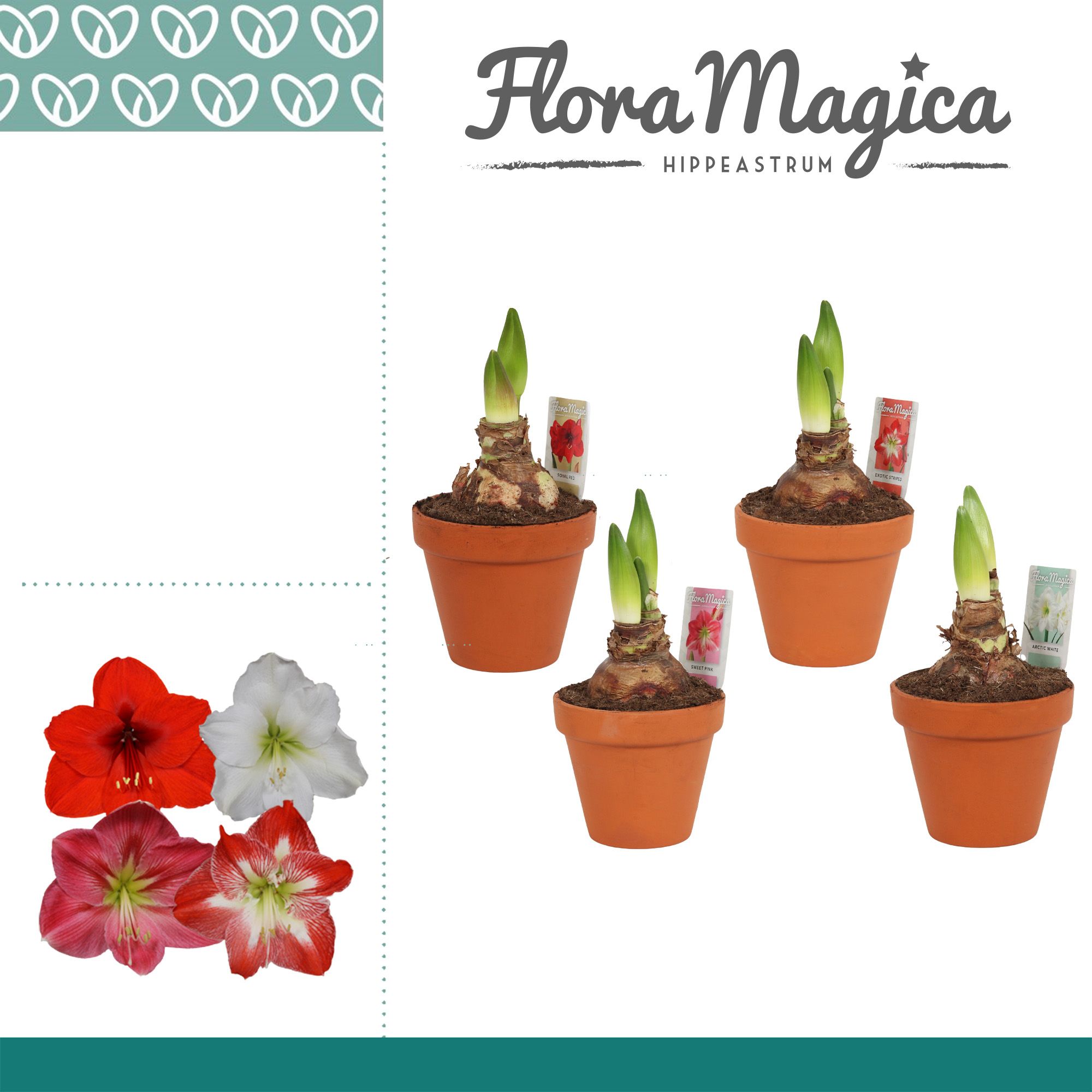 Amaryllis Mix 2 Knop Terracotta Steen OP, D 13 cm