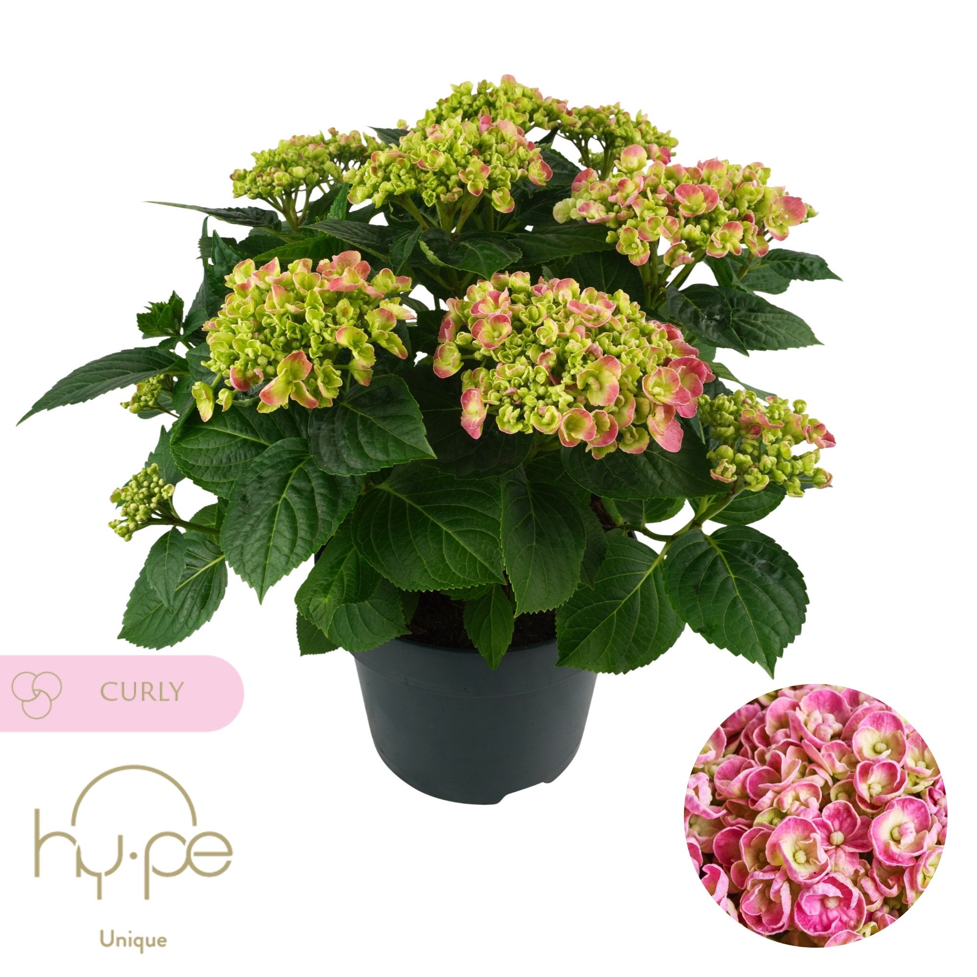 Hydrangea Curly Wurly Pink 7+ | Hy-pe Unique, D 23