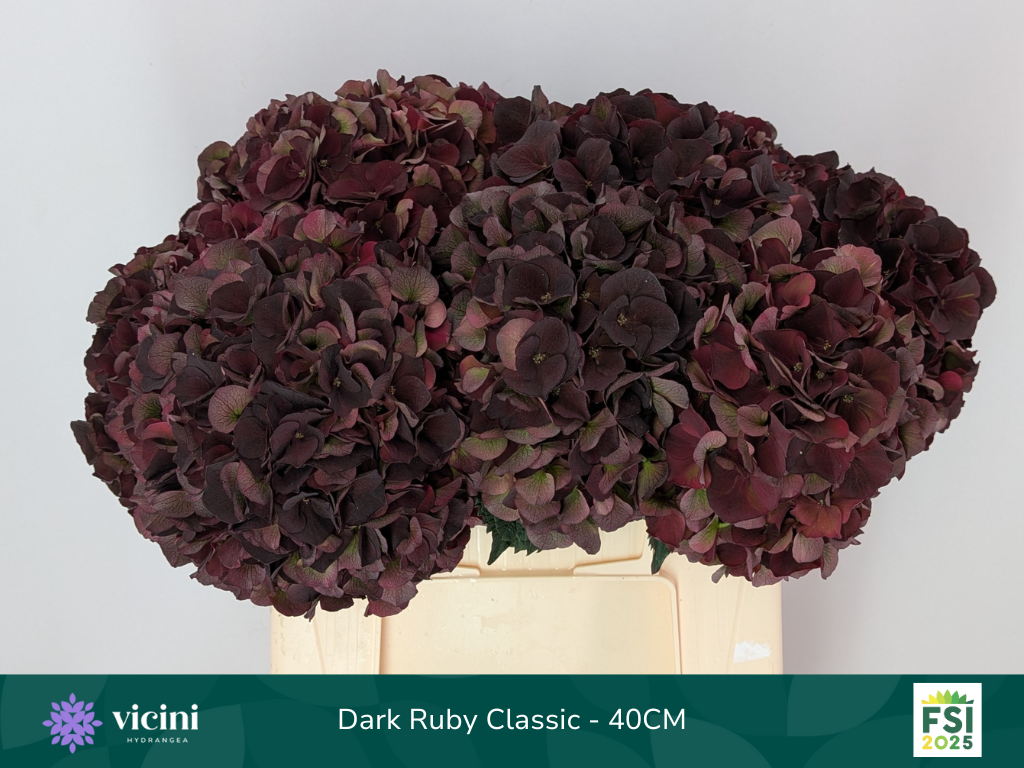 Гортензия Мэджикал Дарк Руби Классик 40, шт.