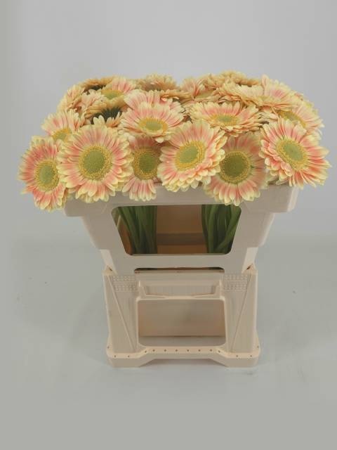 Гермини Том Пуш, шт.