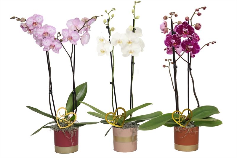 Dolomite p12 Horizon nude mix Phal mix 2T14+, D 12
