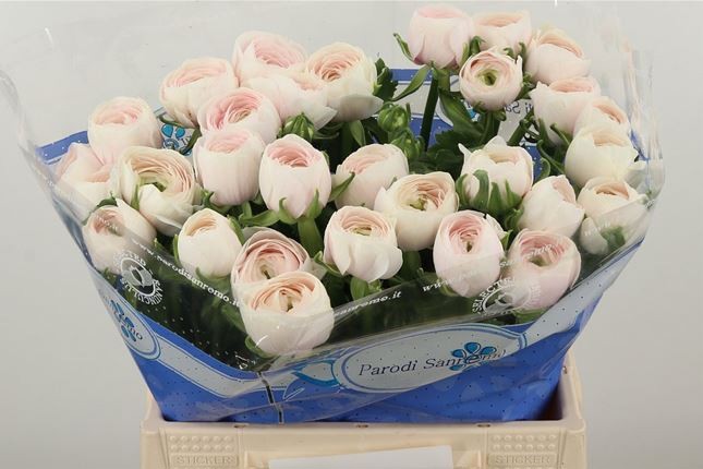 Ранункулус Саксесс Ханой 40, шт.