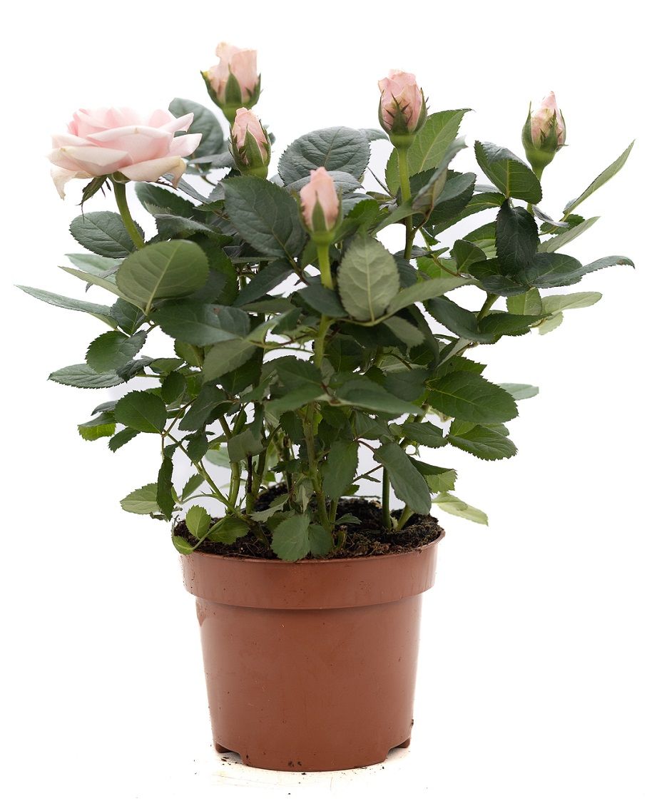 Rosa light pink P&PURE Collection, D 12