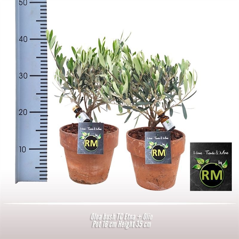 Olea struik TC Etna + Olie, D 16