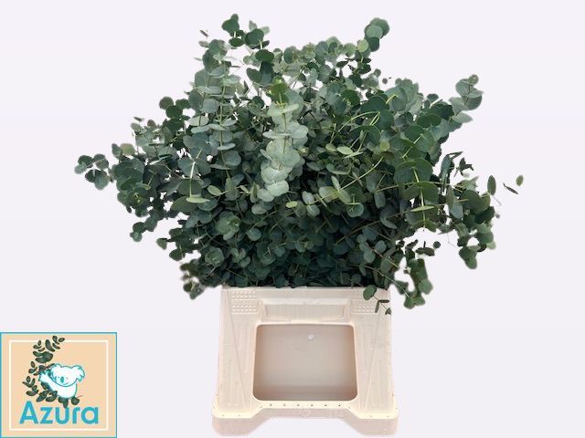 Эвкалипт Гунни Азура 55, шт.