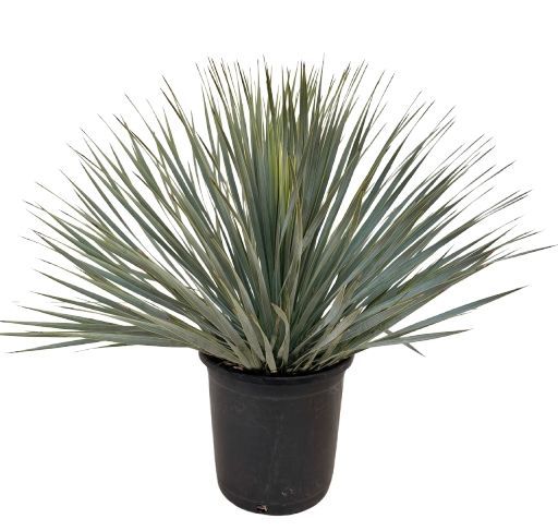 Yucca rostrata P25, D 25