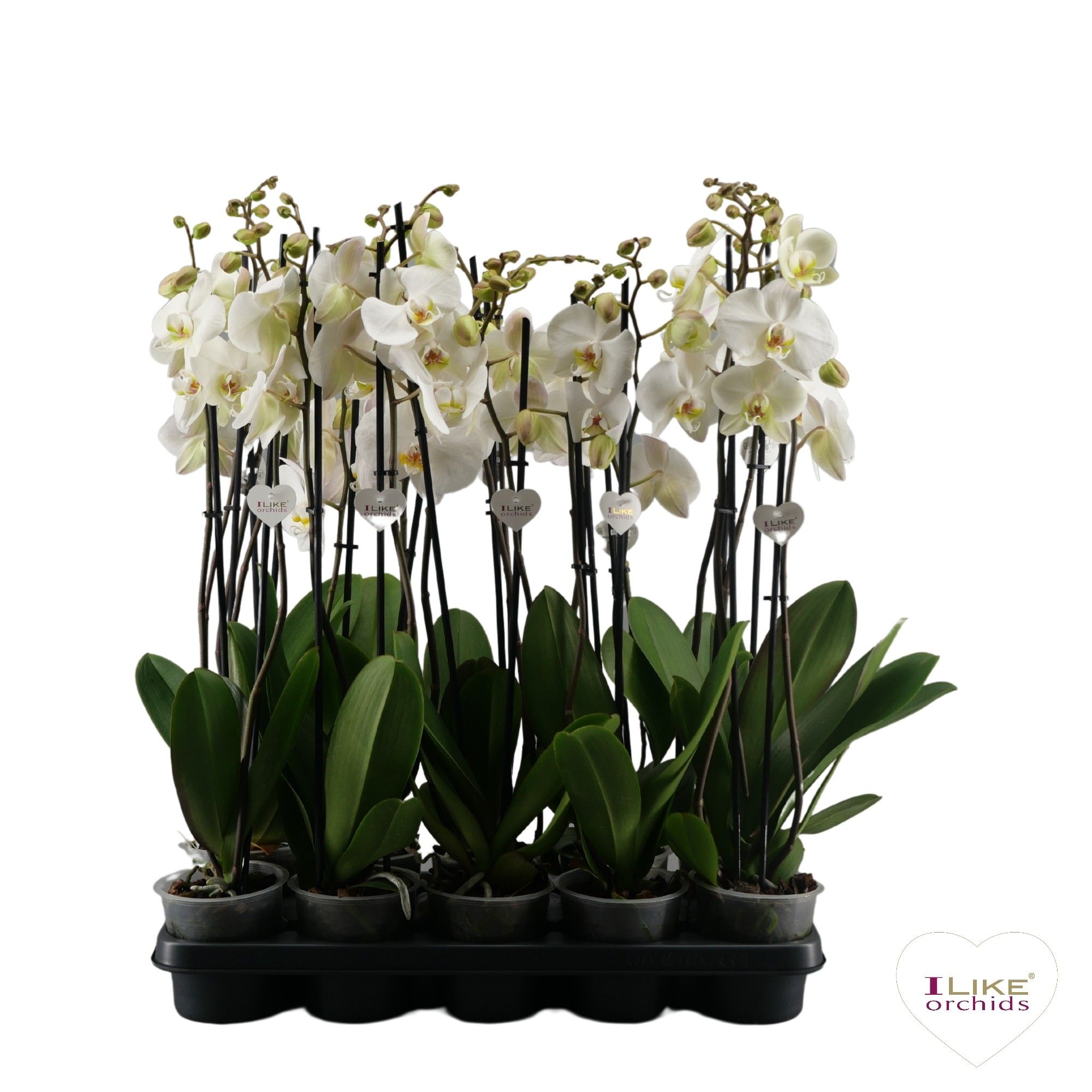 Phalaenopsis wit-gele lip - 2 tak 70cm, D 12 cm