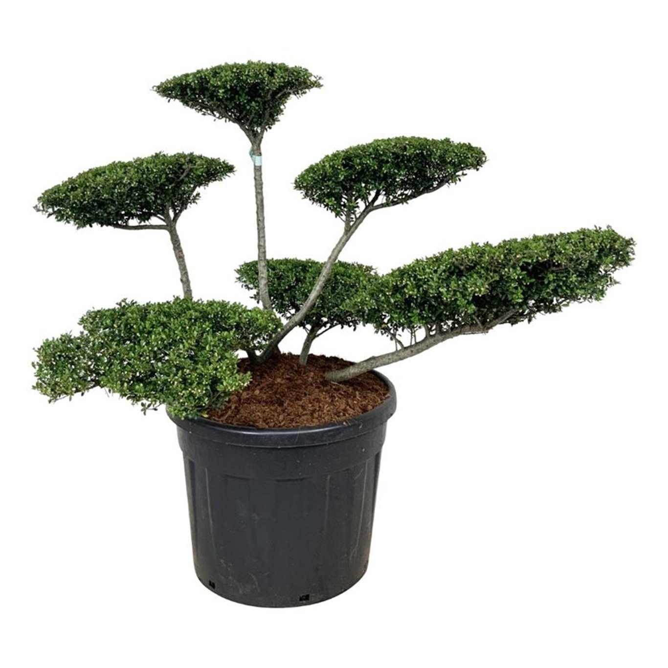 Ilex crenata 'Stokes', D 60