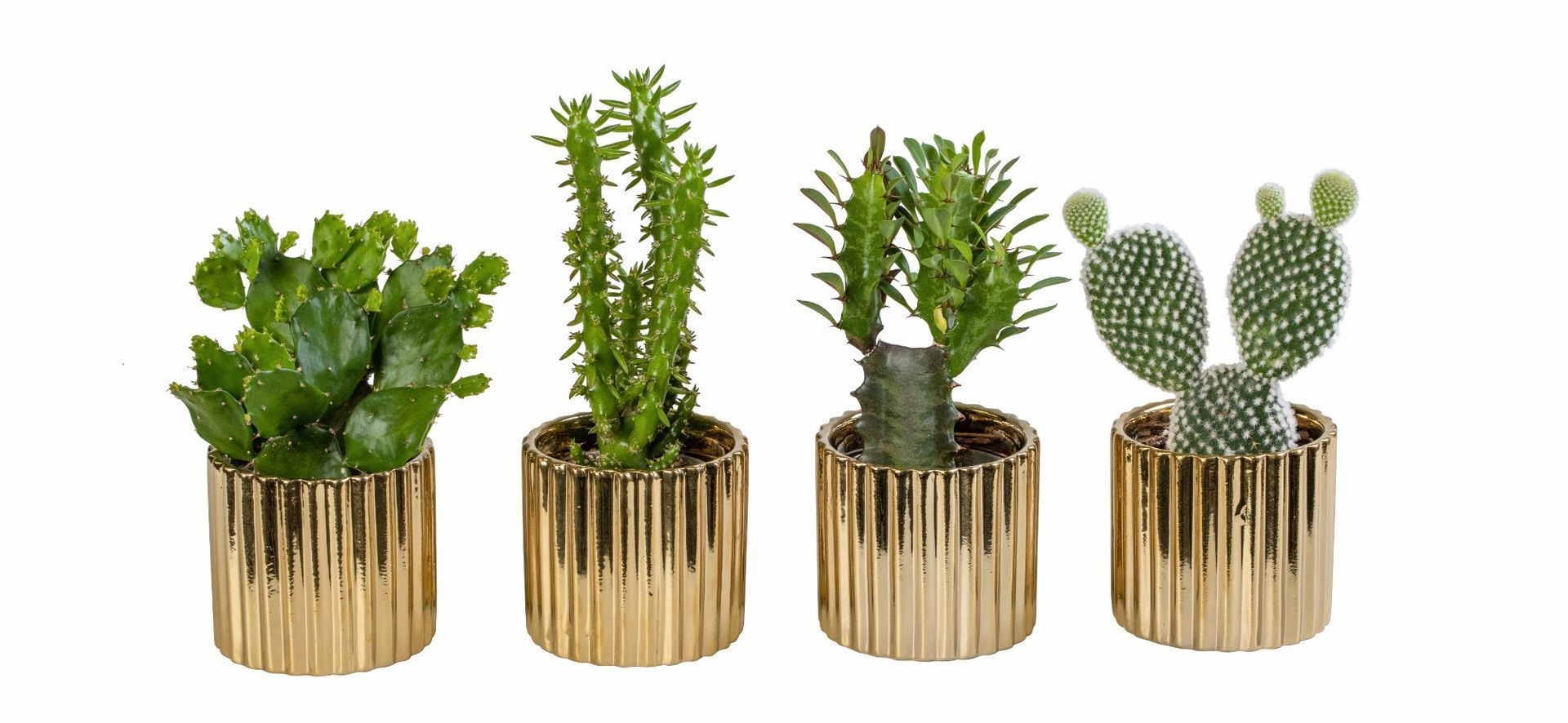 L 66257 With Cactus Mix 6 cm, D 6