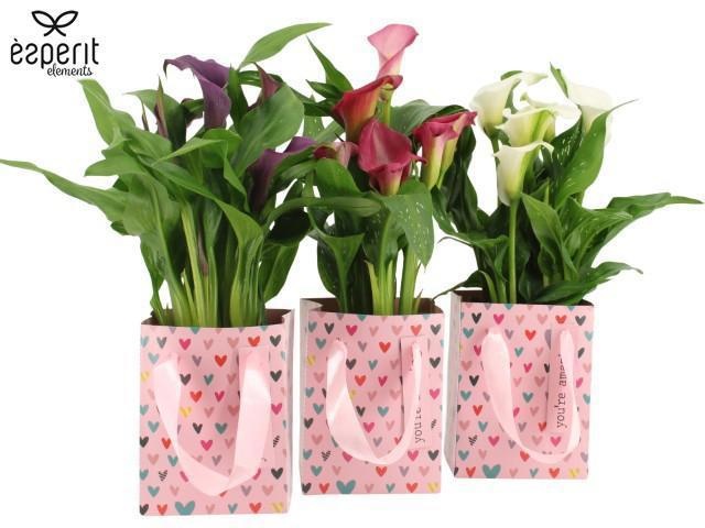 2501088: Solutionss Lovess, D 12