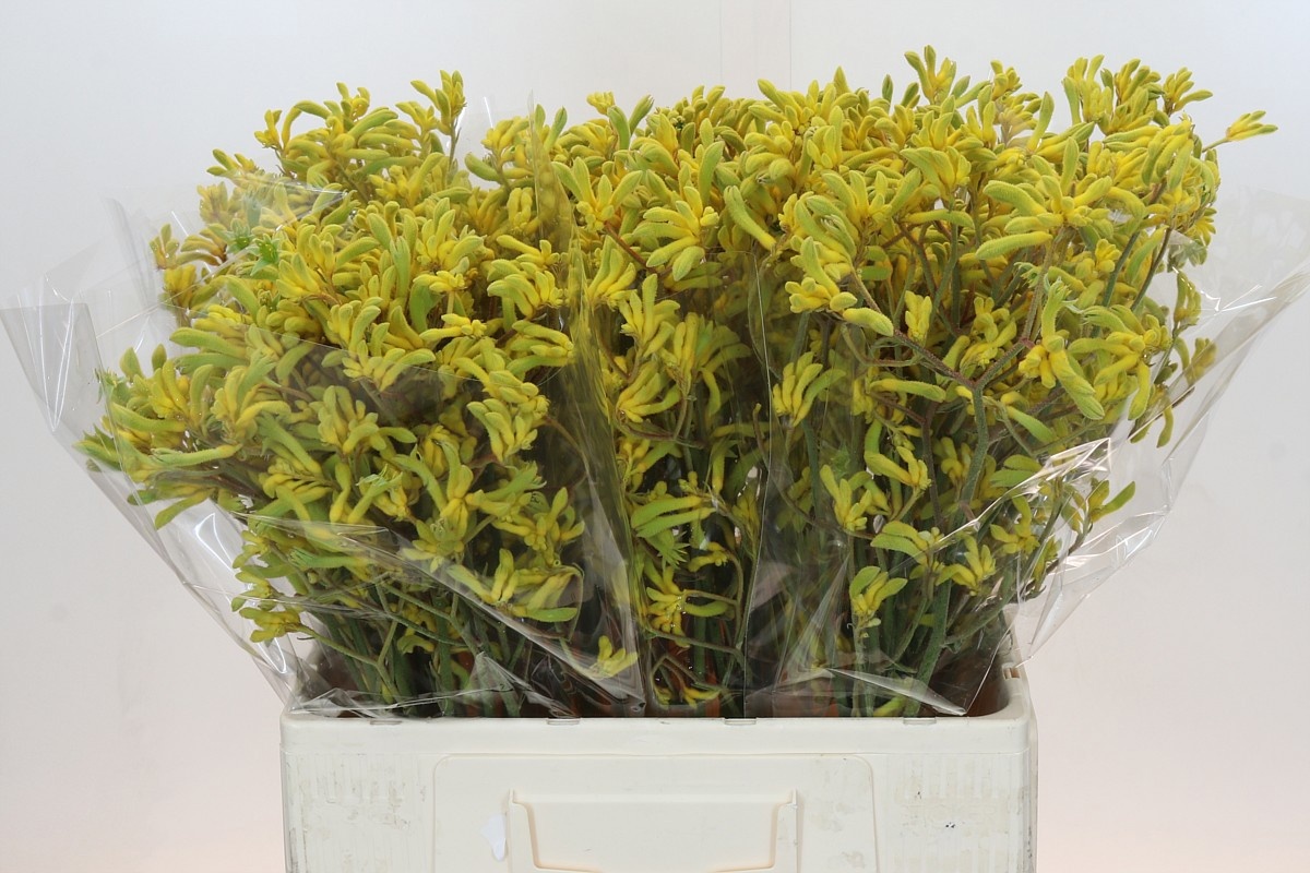 Анигозантус Баш Даун 60, шт.