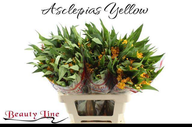 Асклепиа Силки Голд 60, шт.