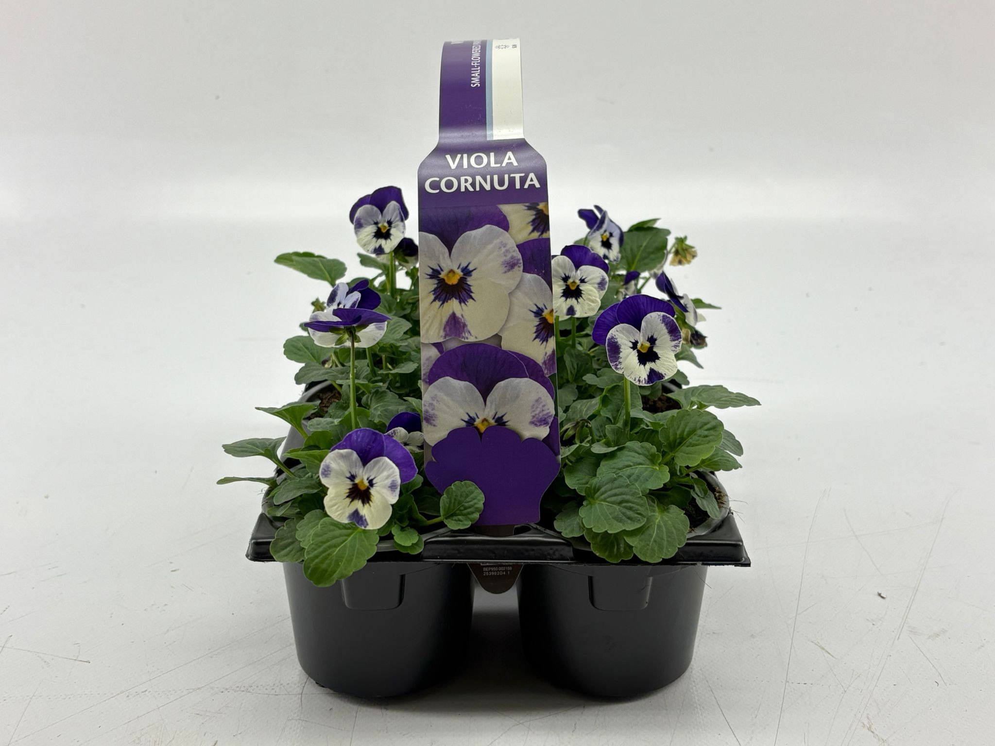 Sixpack Viola Cornuta Delft Blue, D 9