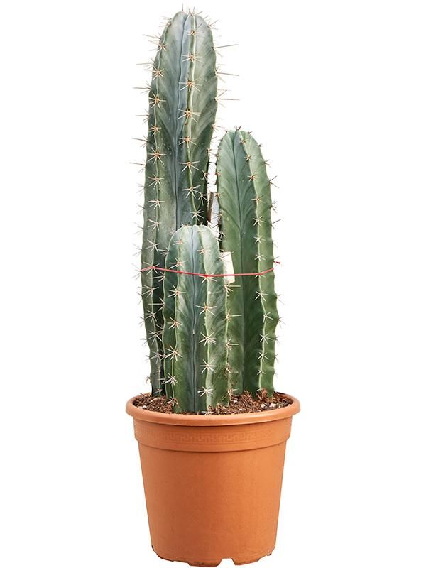 Stenocereus pruinosus, D 30 cm