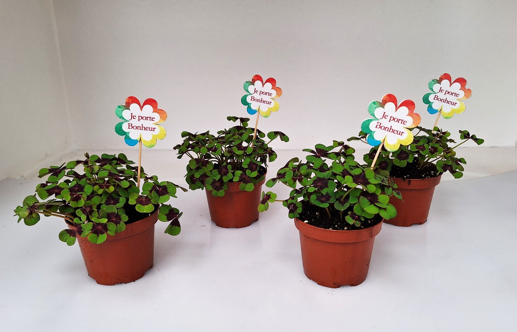 Oxalis met steker Frans, D 9 cm