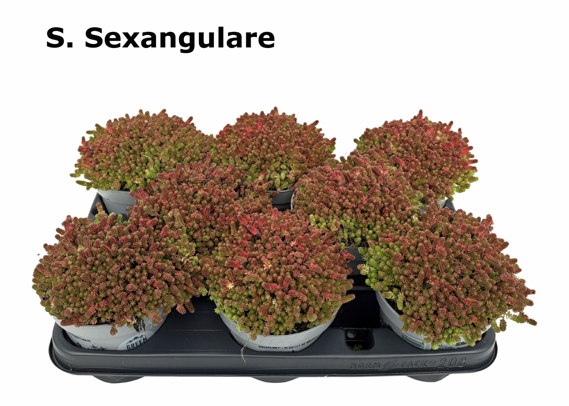 Sedum 12 cm sexangulare, D 12 cm