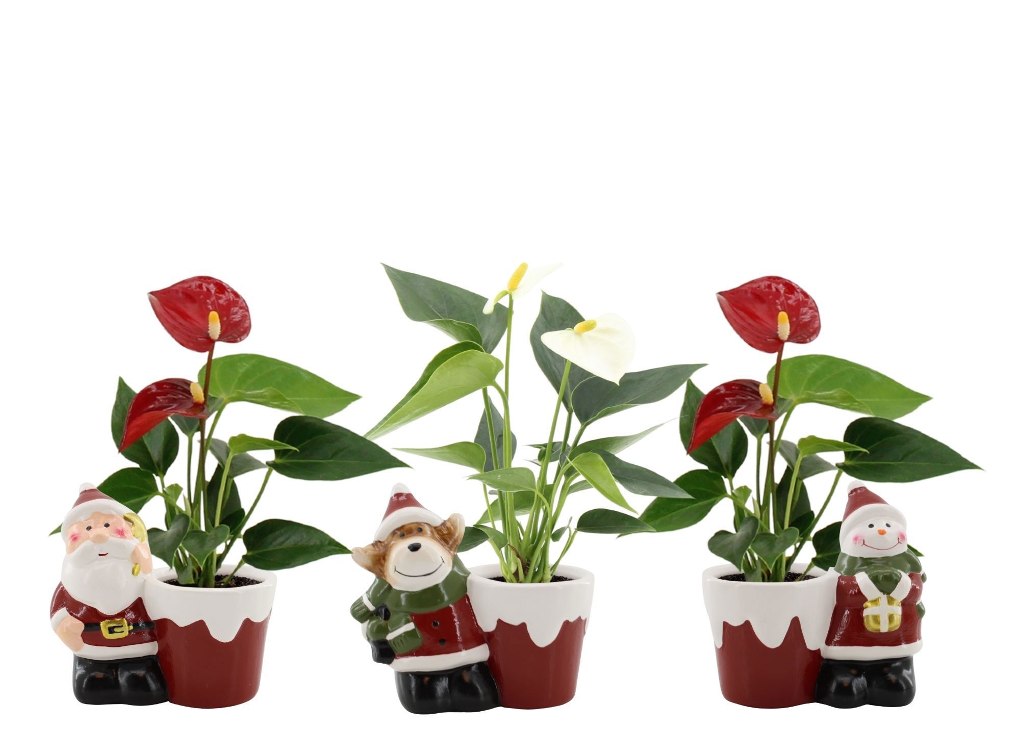 Anthurium Red & White mix in Bing mix ceramics, D 6 cm