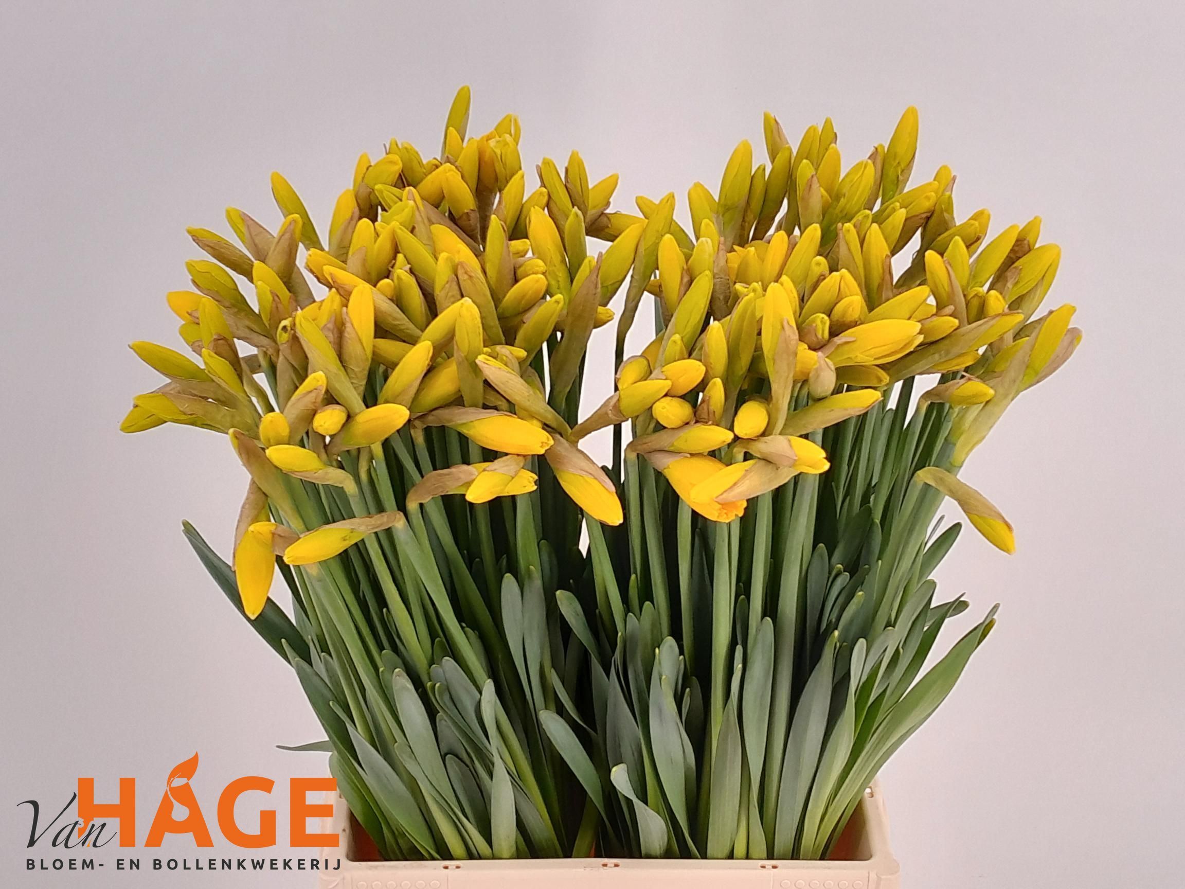 Нарцисс Карлтон, шт.