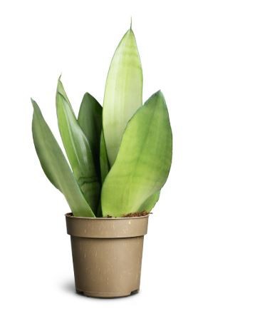 SANSEVIERIA TRIFASCIATA 'MOONLIGHT', D 11