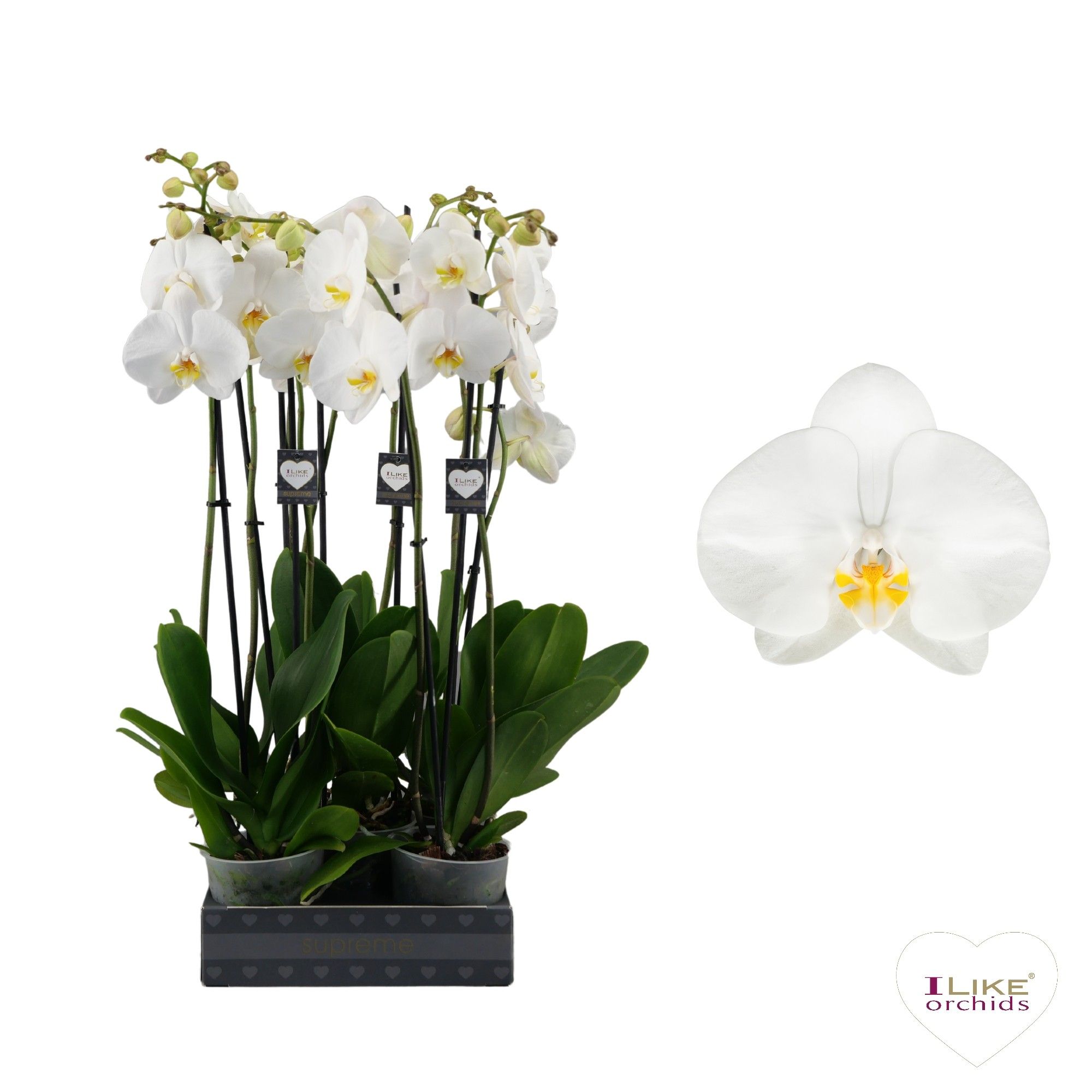 Phalaenopsis Oxford - 2 tak 70cm, D 12 cm