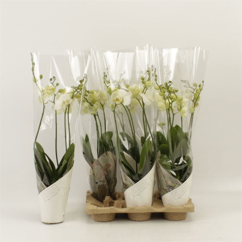 Phalaenopsis Anthura Inverness Wild 4 tak Inverness in Artemis koker, D 12