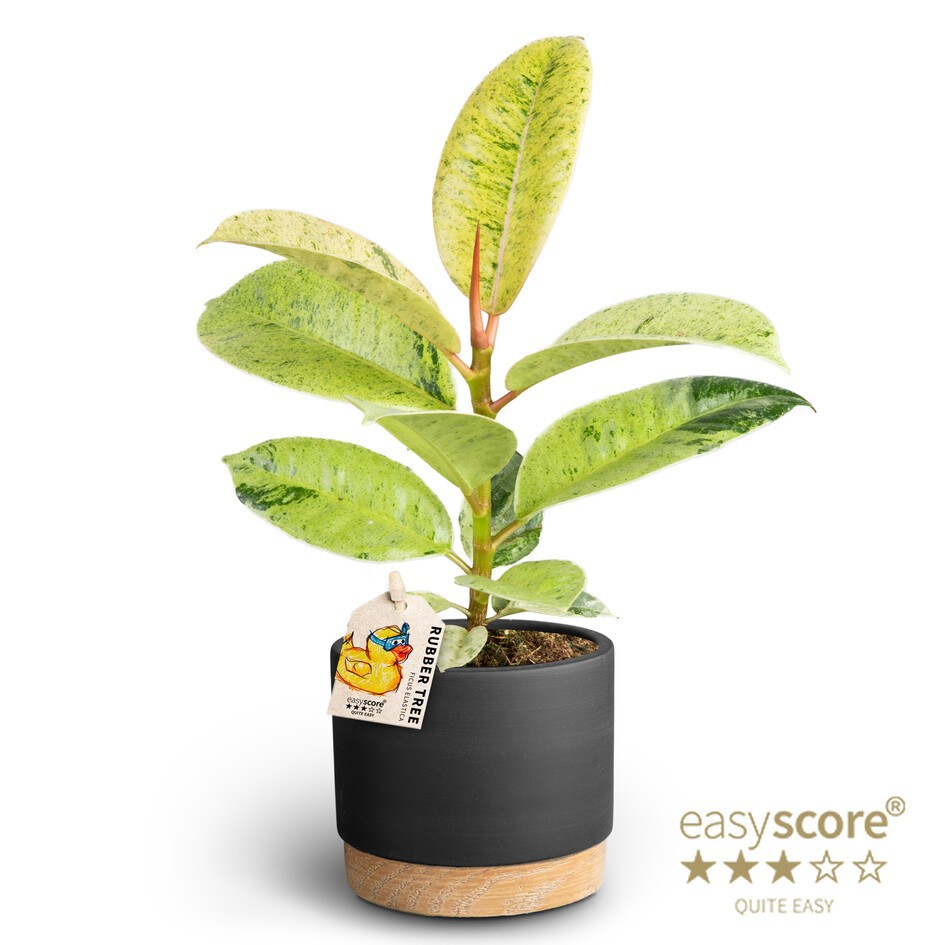 Woodbase Liquorice, Ficus elastica ´Shivereana´, D 10 cm