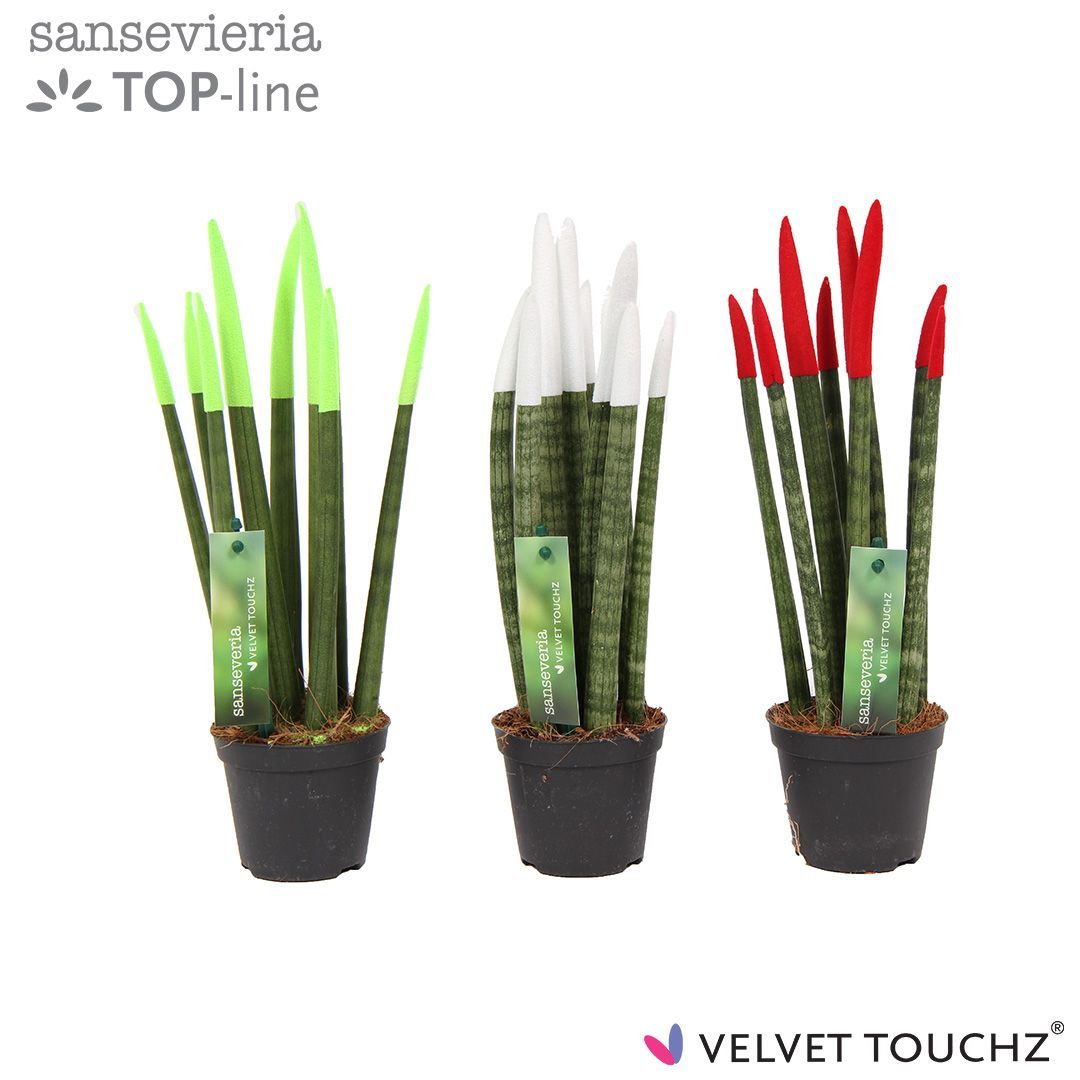 Sansevieria VELVET TOUCHZ®Italië, D 8,5