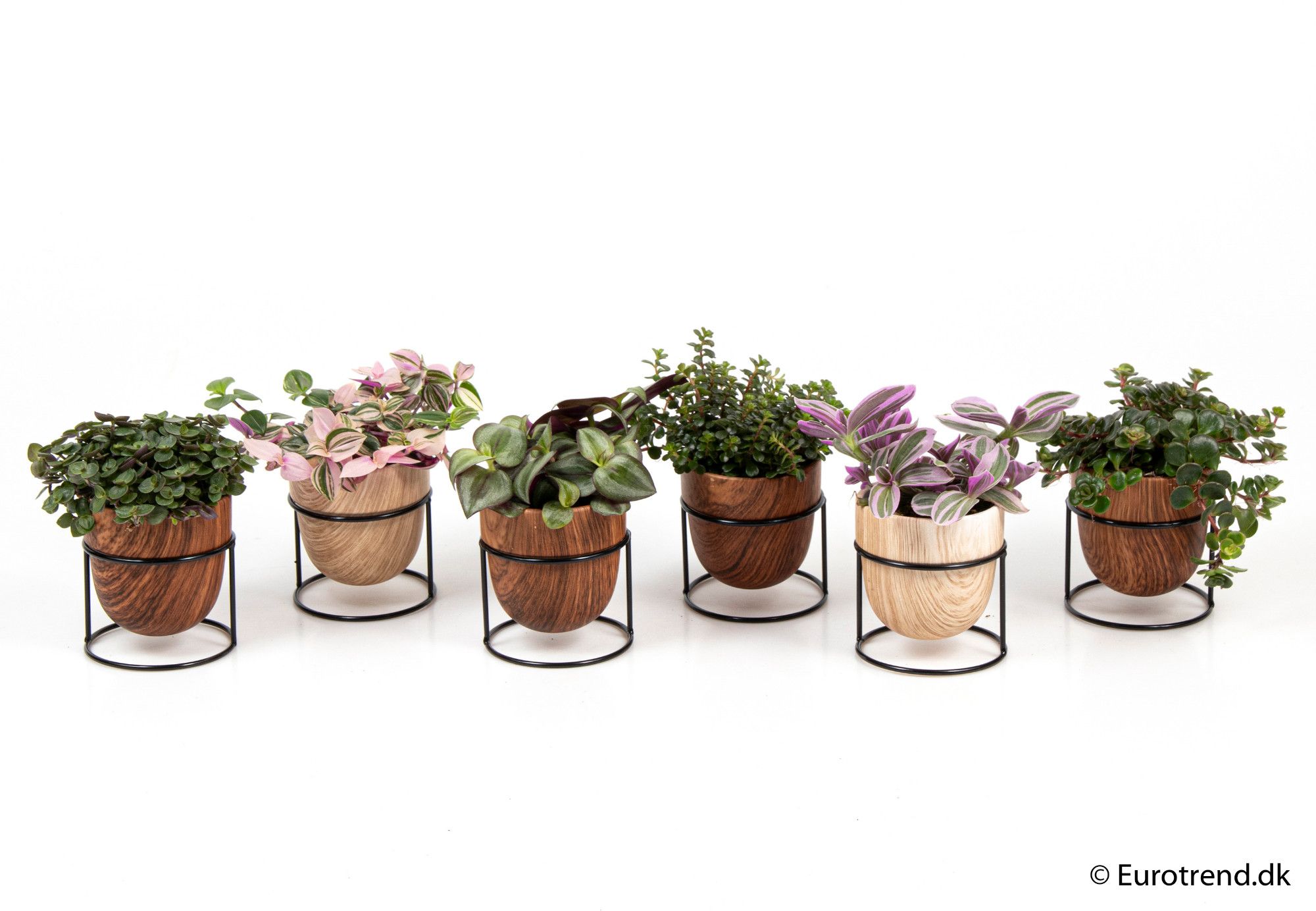 Green mix in metal pot - New Look 2025, D 6