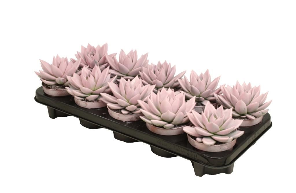 Miranda coloured pastel pink, D 10,5