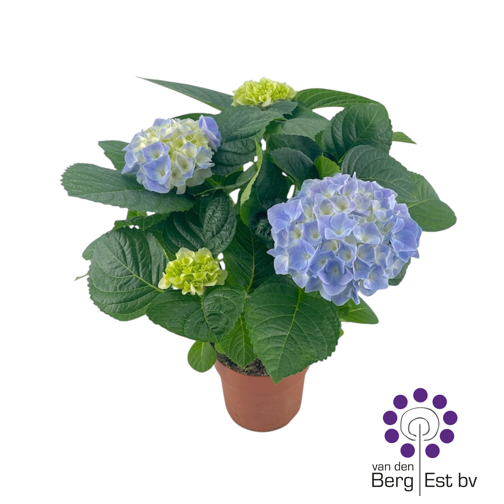 Hydrangea Blue 2-4 kop, D 14