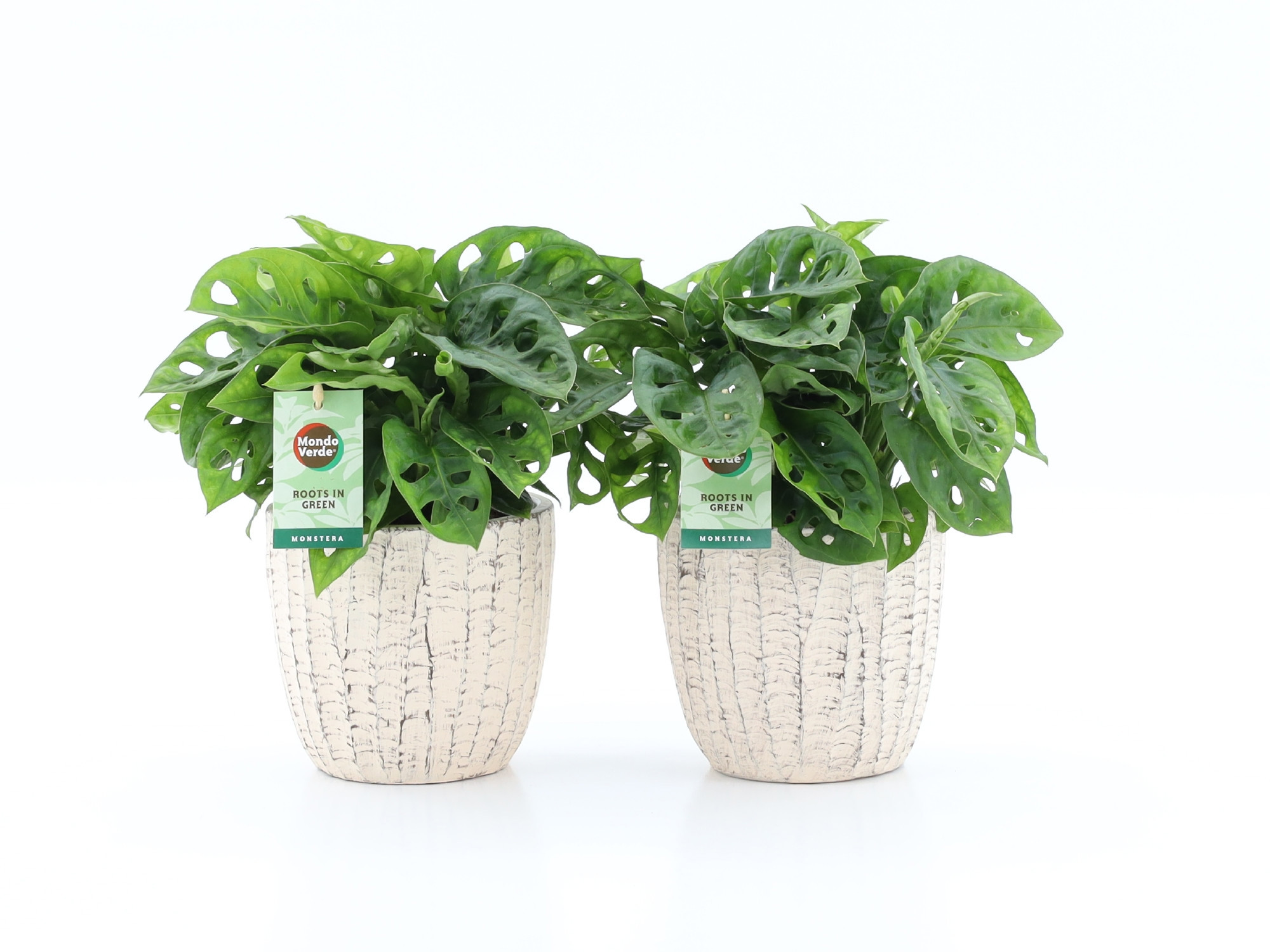 Monstera Adansonii in Sculpture keramiek, D 13