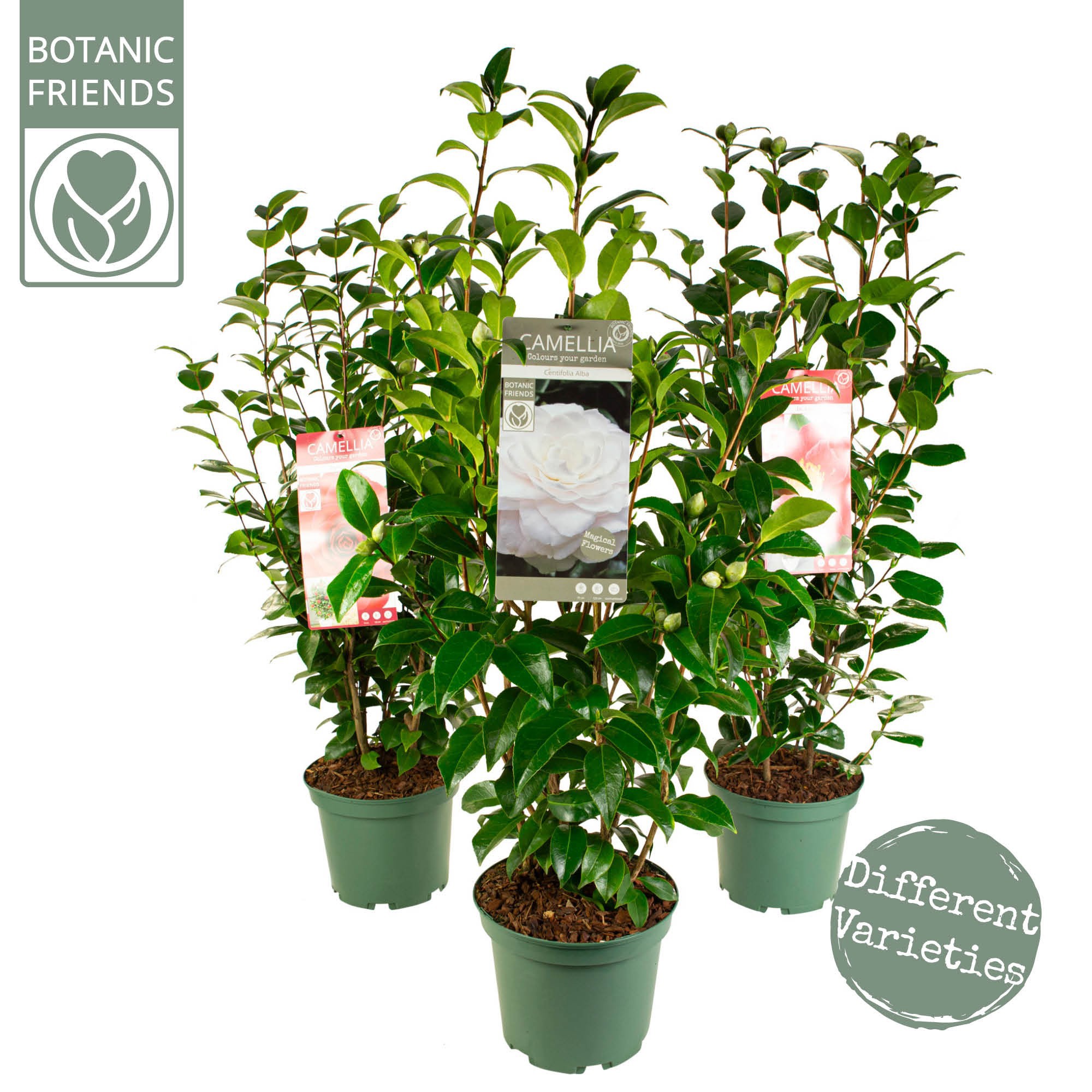 Camellia jap 'MIX', D 23