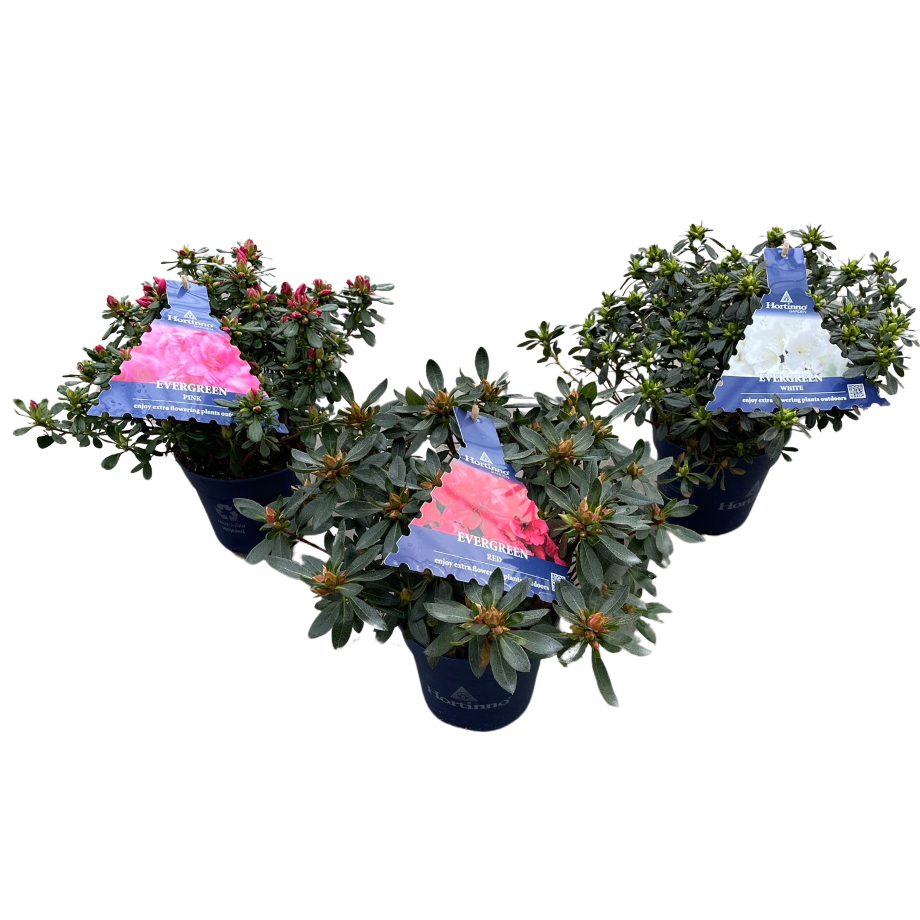 Azalea Japonica Hortinno 30-40 /P15 mix, D 15 cm Azalea Japonica Hortinno 30-40 /P15 mix, D 15 cm
