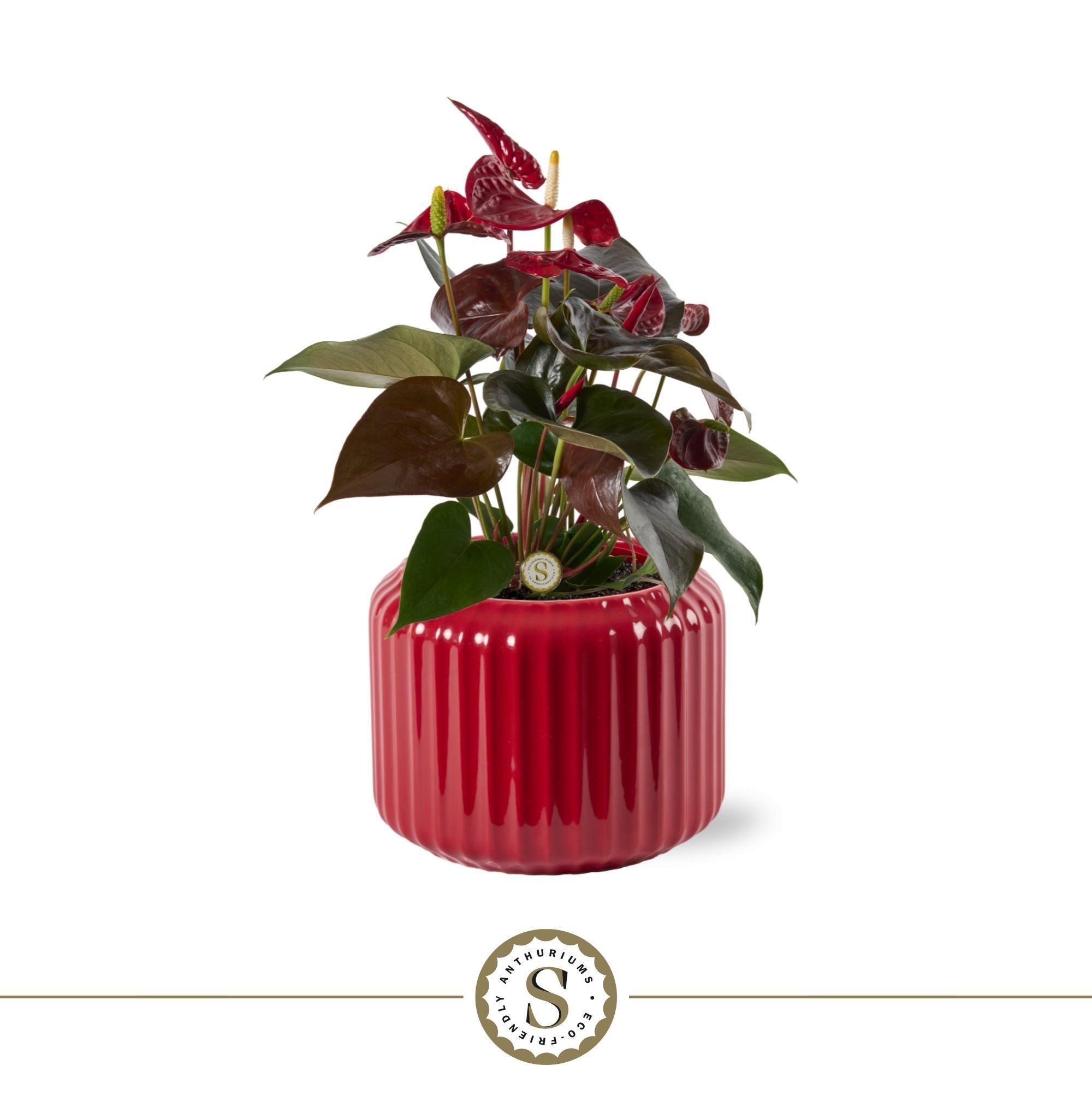 Bologna Keramiek Red - Coral, D 12