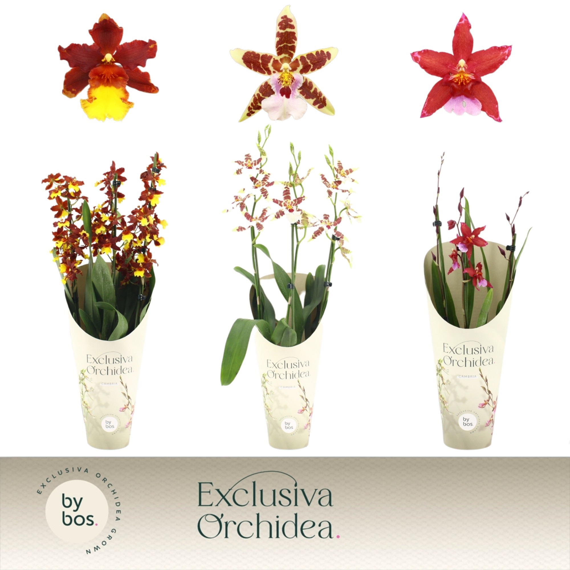 Cambria, Mix 4-spike 'Exclusiva Orchidea' Potcover, D 12