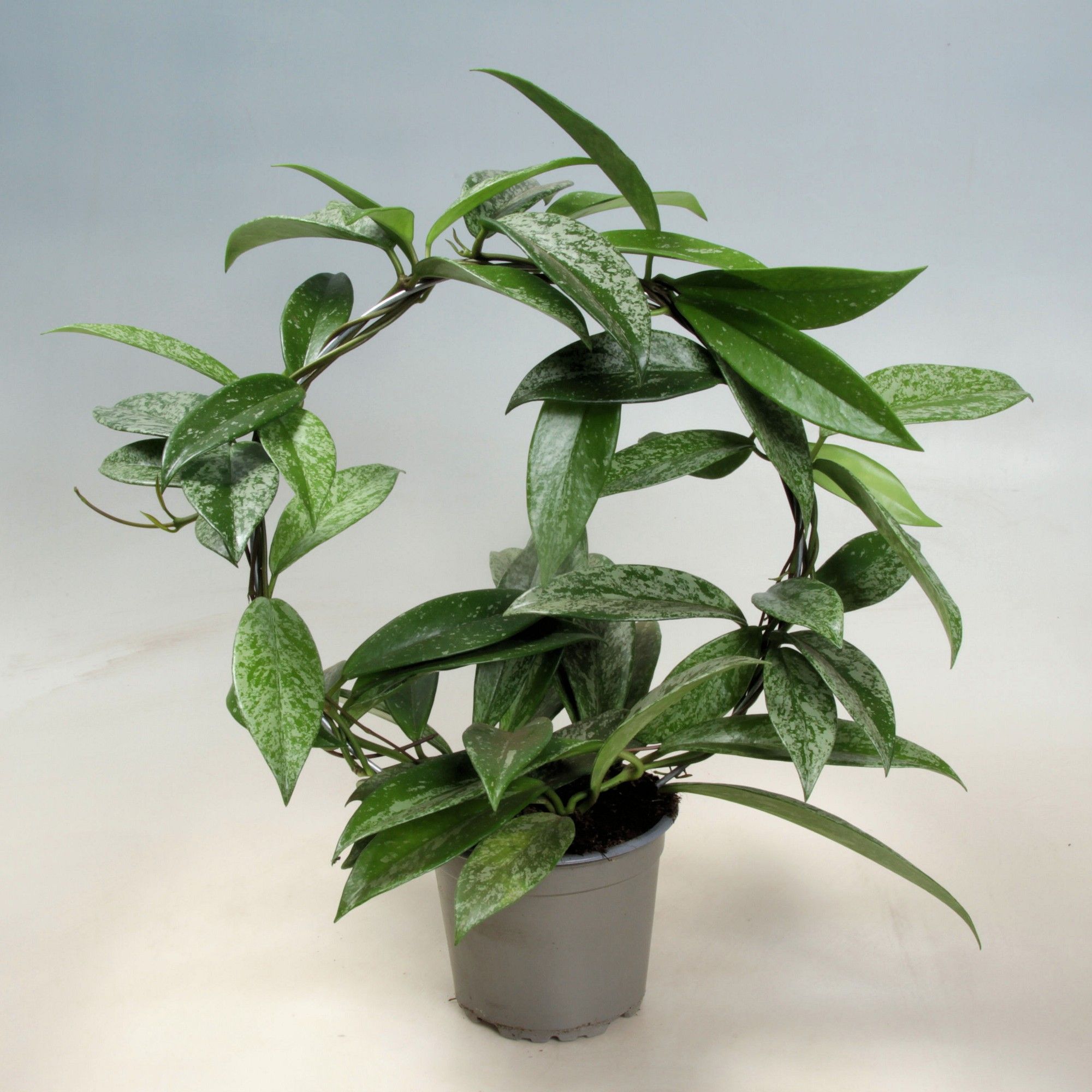 Hoya Silverspots Boog 12 cm, D 12