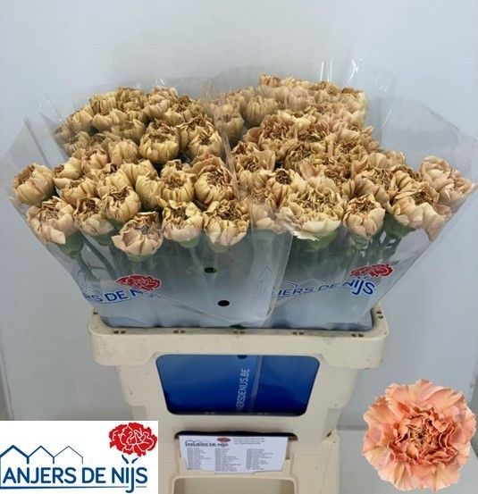 Диантус од. Саона+, шт.