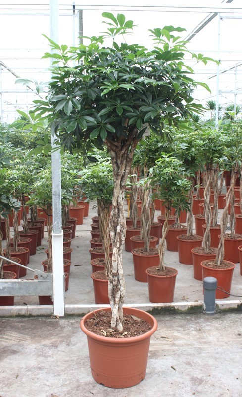 Schefflera arboricola 'Compacta', D 45