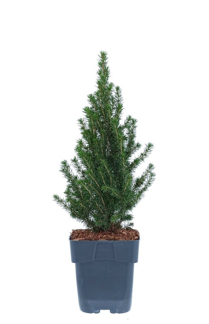 Picea glauca 'Perfecta' (pbr), D 17